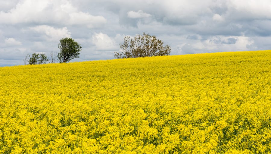 Campo amarillo con flores