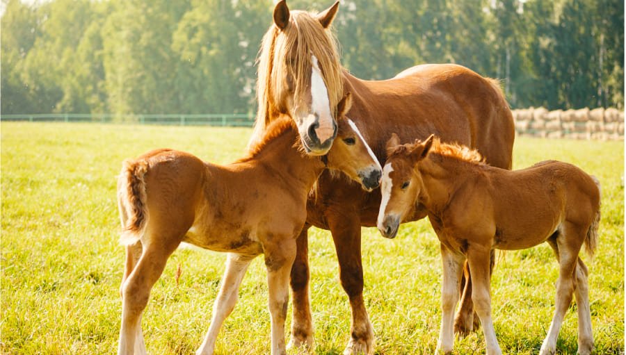Caballos juntos y de color cafe